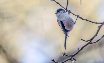 エナガ 明石公園 2018年3月3日(土)