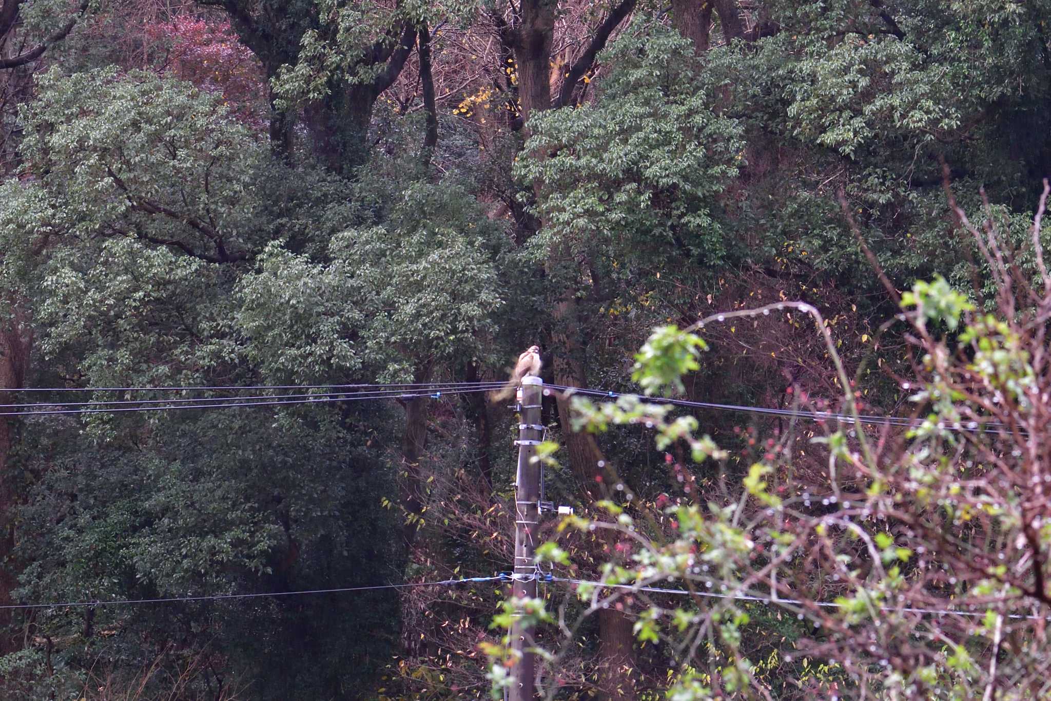 Photo of Eastern Buzzard at Nagahama Park by やなさん