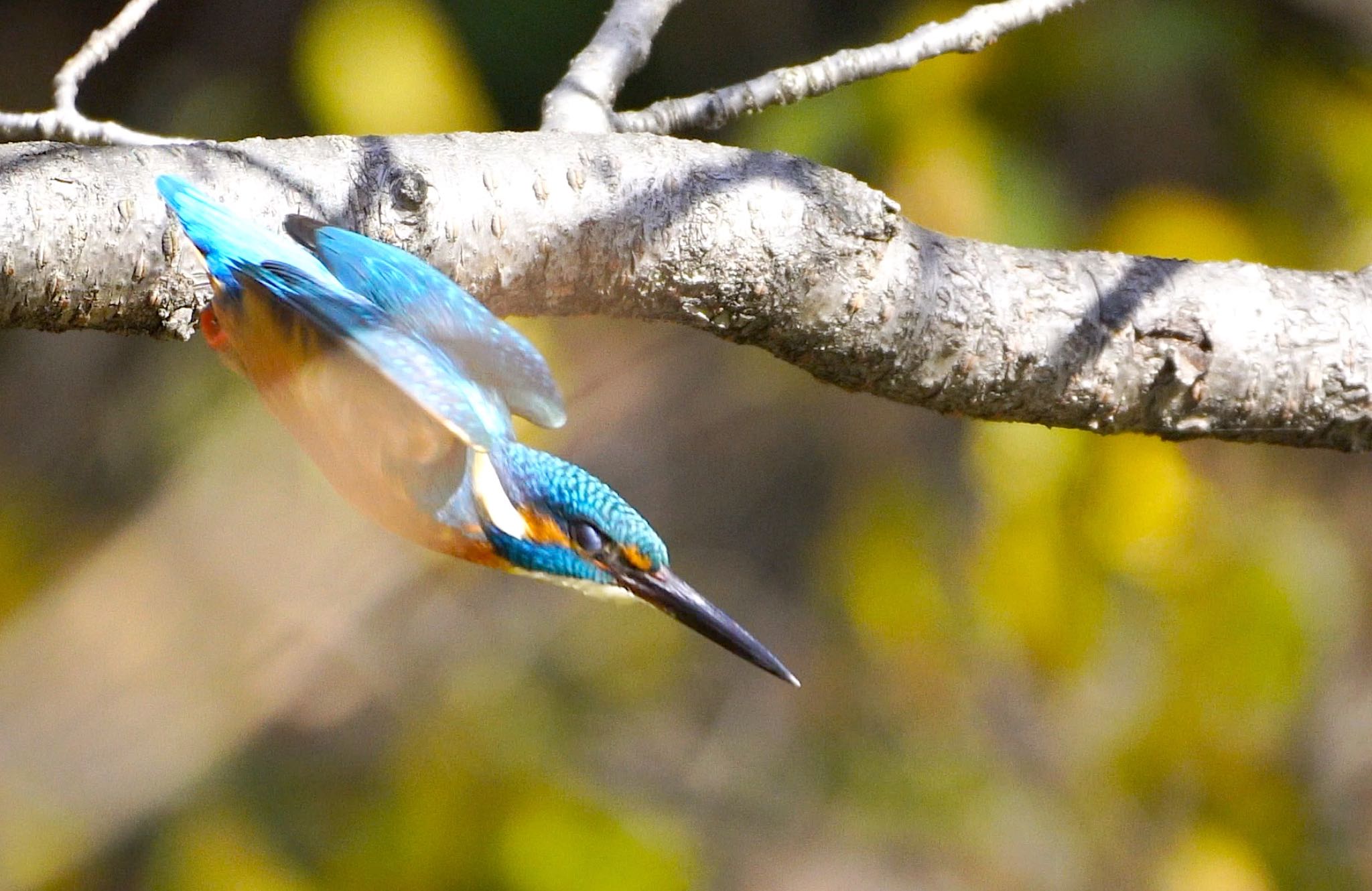 Photo of Common Kingfisher at 茶臼山 by アルキュオン