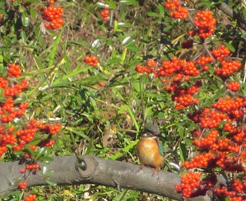 2022年12月19日(月) 石神井公園の野鳥観察記録