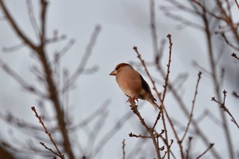 2022年12月19日(月) 長浜公園の野鳥観察記録