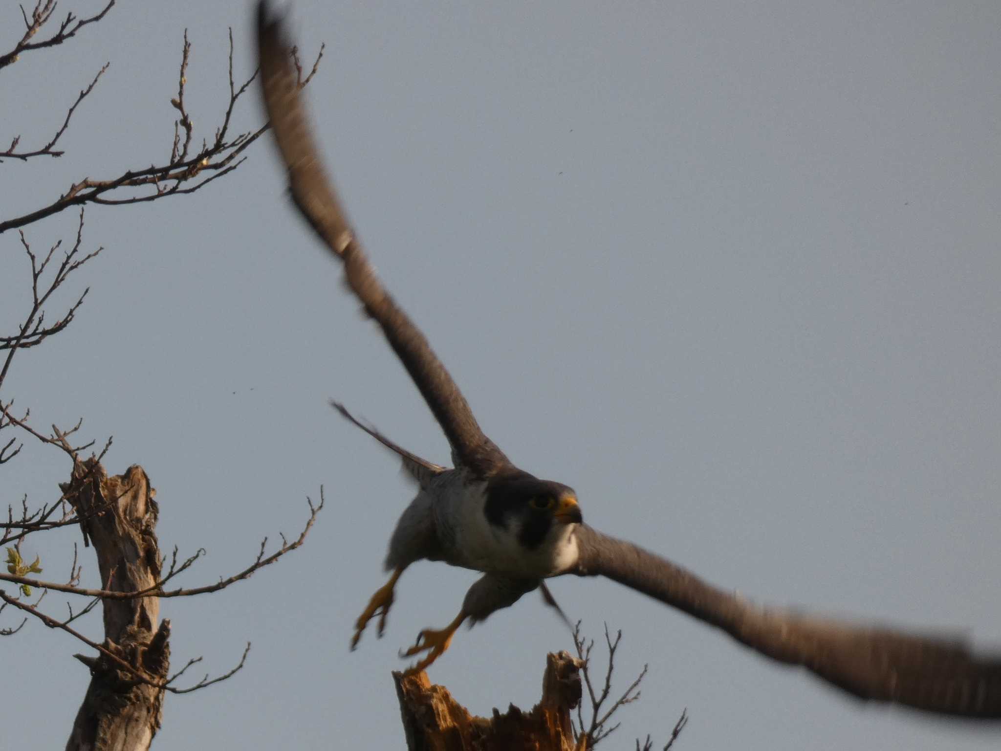 Photo of Peregrine Falcon at Yoron Island by あおこん