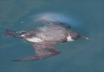 ウミスズメ 神奈川県 2017年2月14日(火)