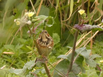 Chestnut-eared Bunting Yoron Island Mon, 3/12/2018