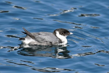 Ancient Murrelet 神奈川県 Tue, 2/14/2017