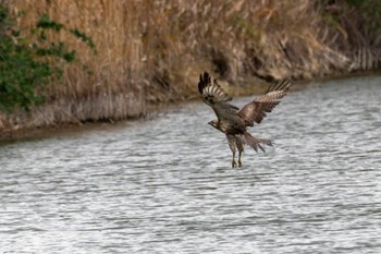 Eastern Marsh Harrier 響灘ビオトープ Mon, 12/19/2022