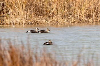 Eastern Spot-billed Duck 響灘ビオトープ Mon, 12/19/2022