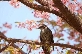 Brown-eared Bulbul Kasai Rinkai Park Sun, 3/11/2018