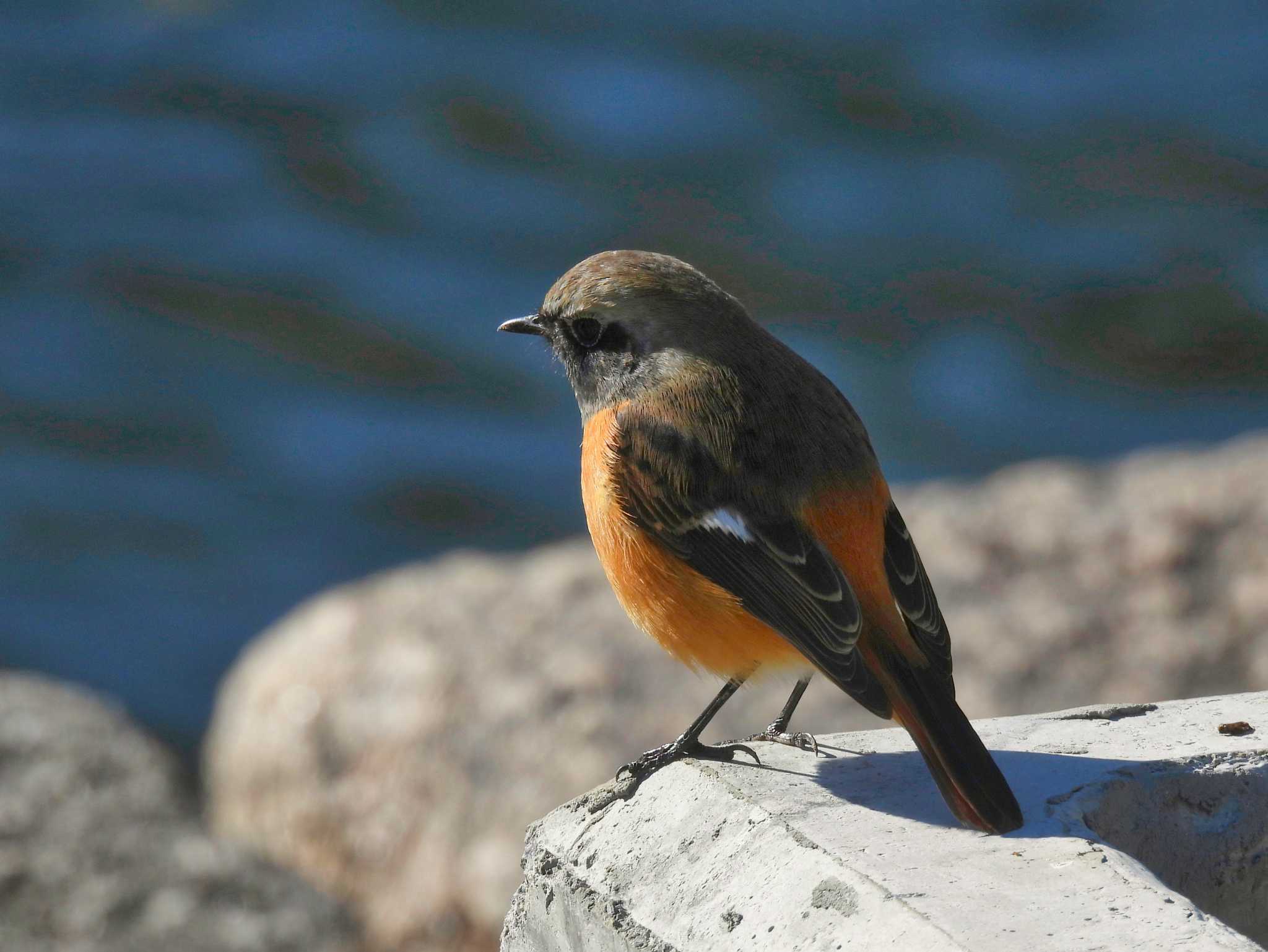 Daurian Redstart