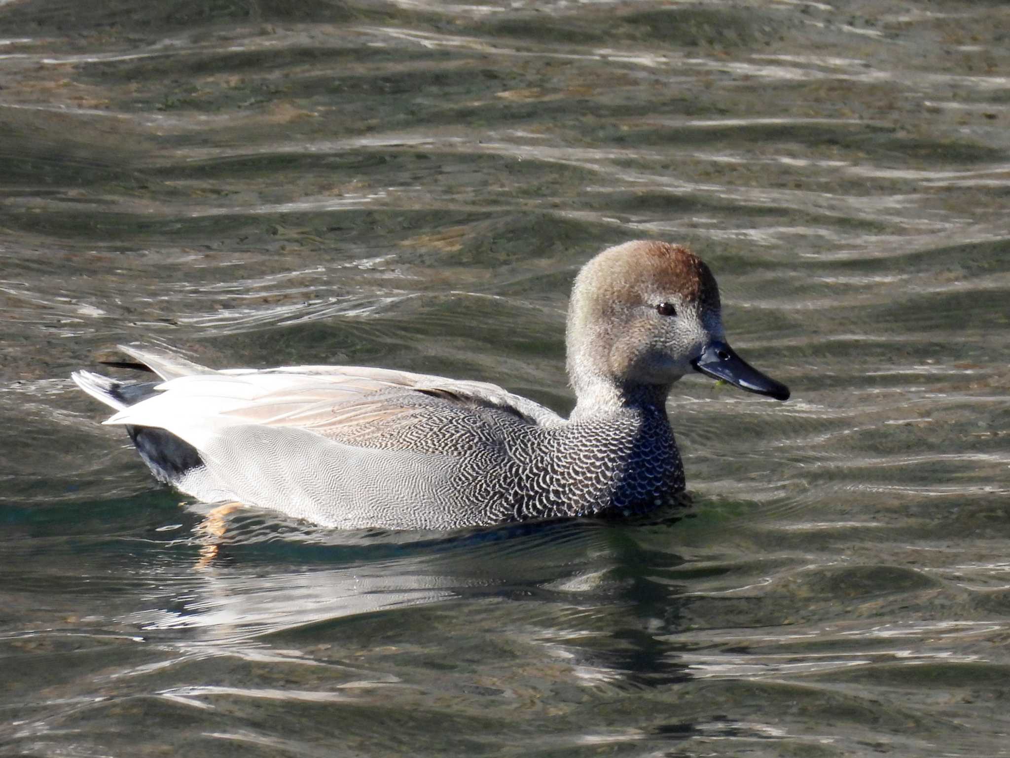 Gadwall