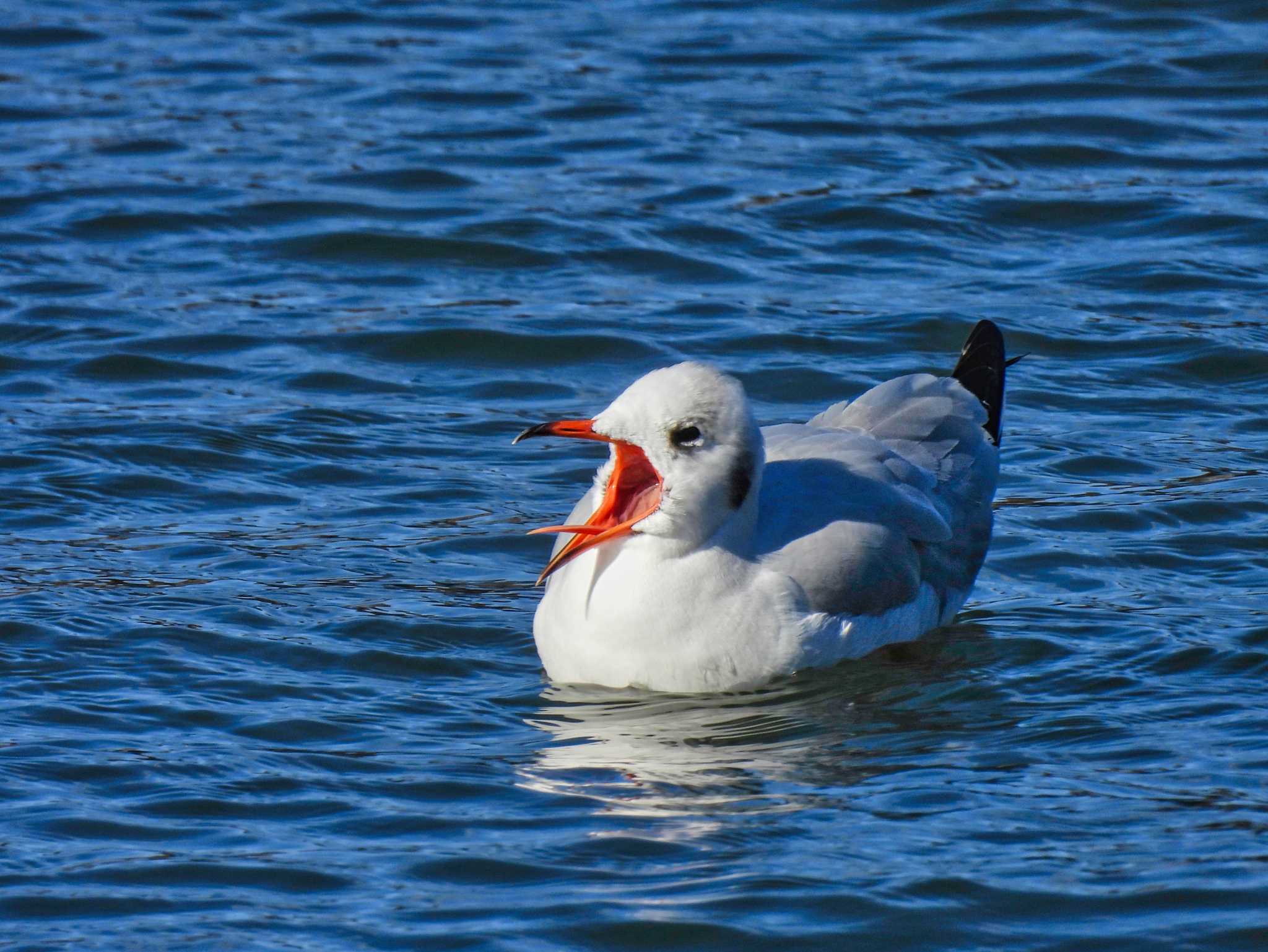 Black-headed Gull