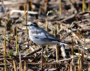 White Wagtail 大井埠頭(大井ふ頭) Sat, 3/10/2018