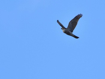 Eurasian Sparrowhawk 浮島ヶ原 Sun, 12/11/2022