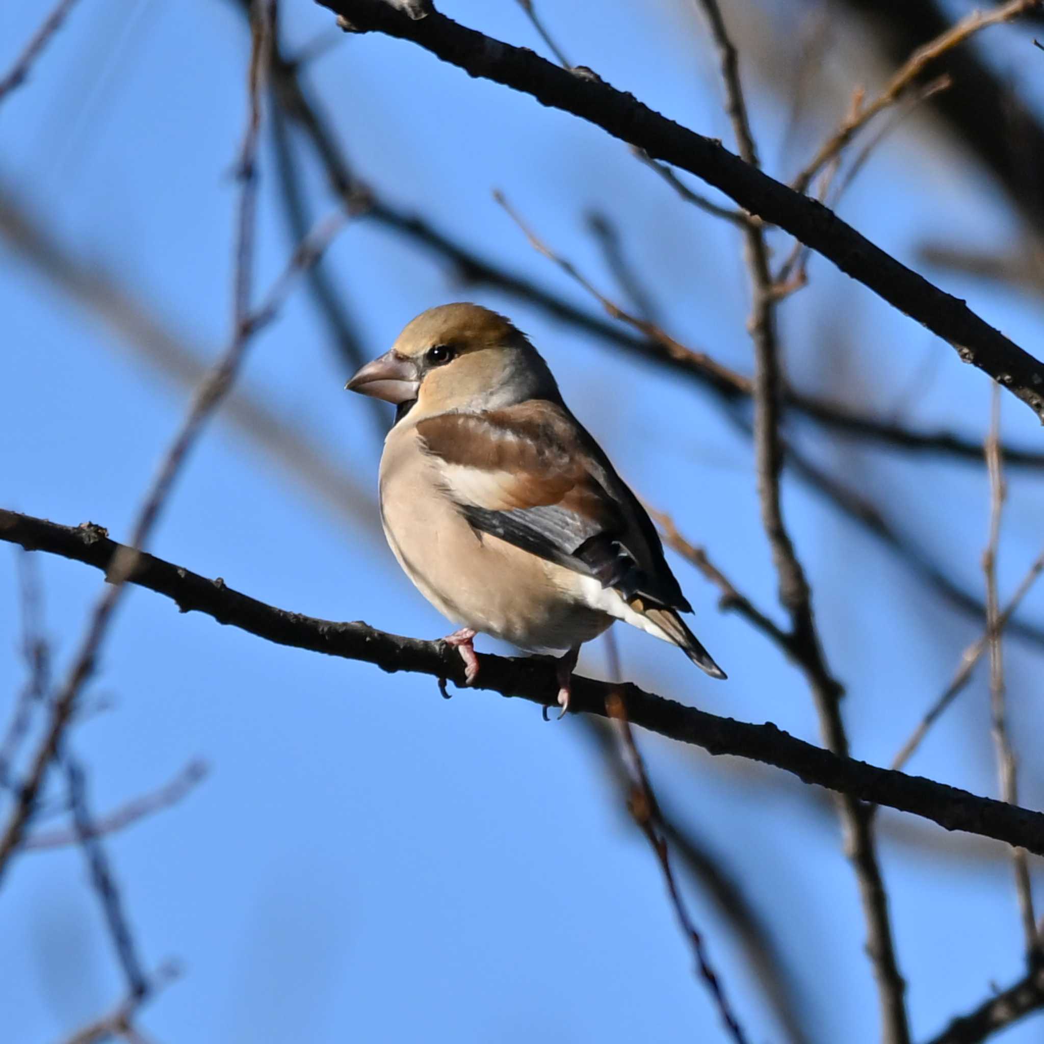 Photo of Hawfinch at 浮野の里 by Yokai