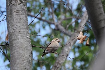 2022年12月18日(日) 山梨県森林公園金川の森(山梨県笛吹市)の野鳥観察記録