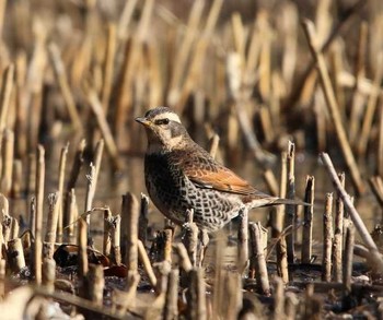 Dusky Thrush 大井埠頭(大井ふ頭) Mon, 2/19/2018