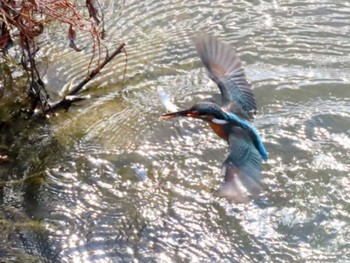 2022年12月18日(日) 勅使池(豊明市)の野鳥観察記録