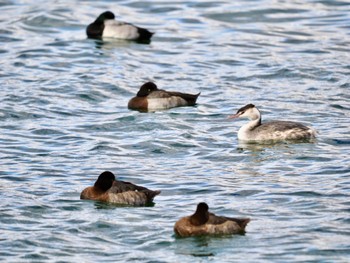 2022年12月18日(日) お台場海浜公園の野鳥観察記録