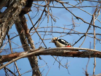 Great Spotted Woodpecker 長野市 Tue, 3/13/2018