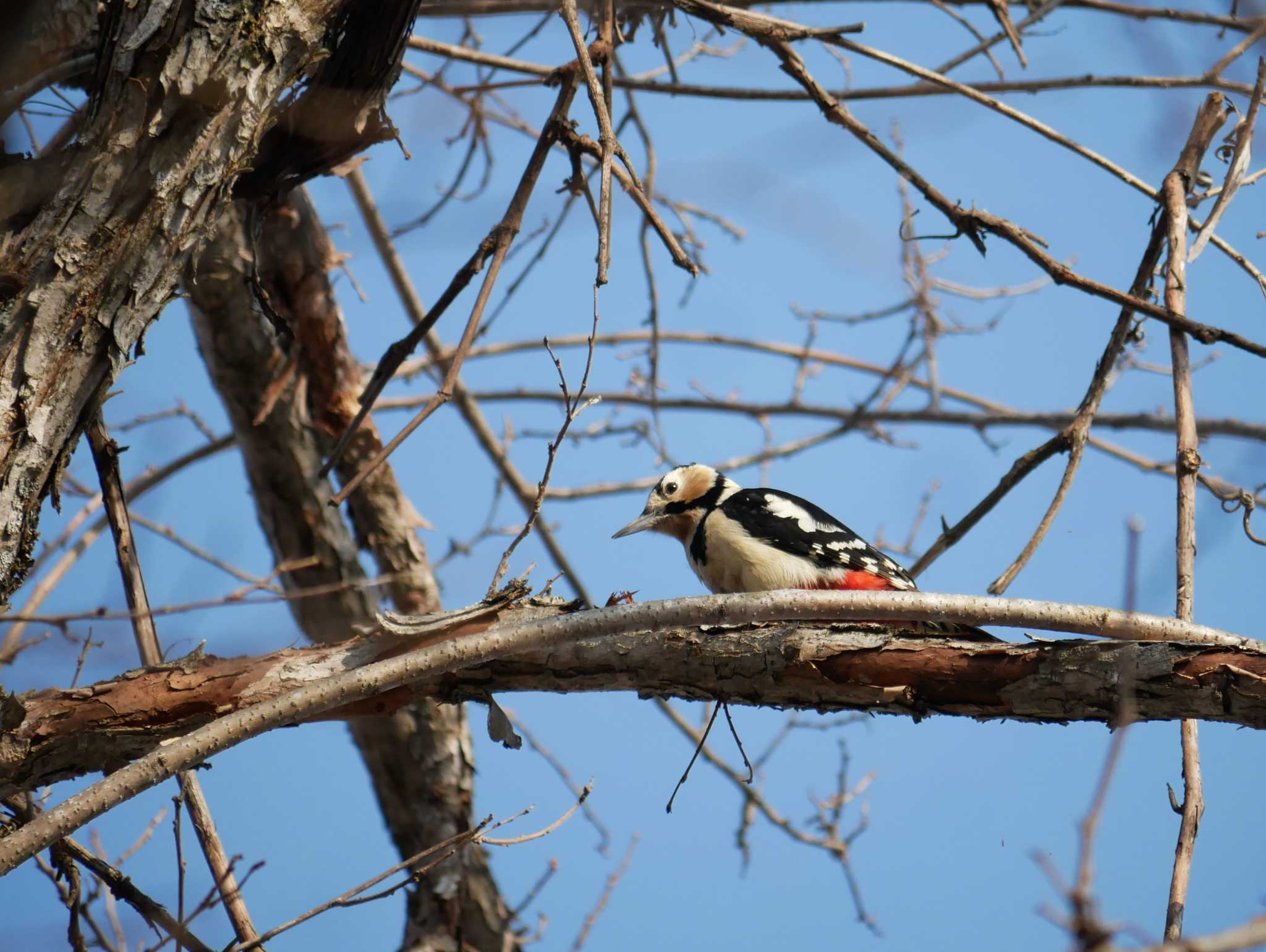 Photo of Great Spotted Woodpecker at 長野市 by toriharu