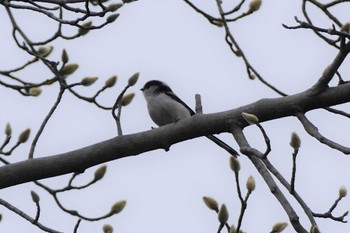 Long-tailed Tit 東京都 Sat, 12/17/2022