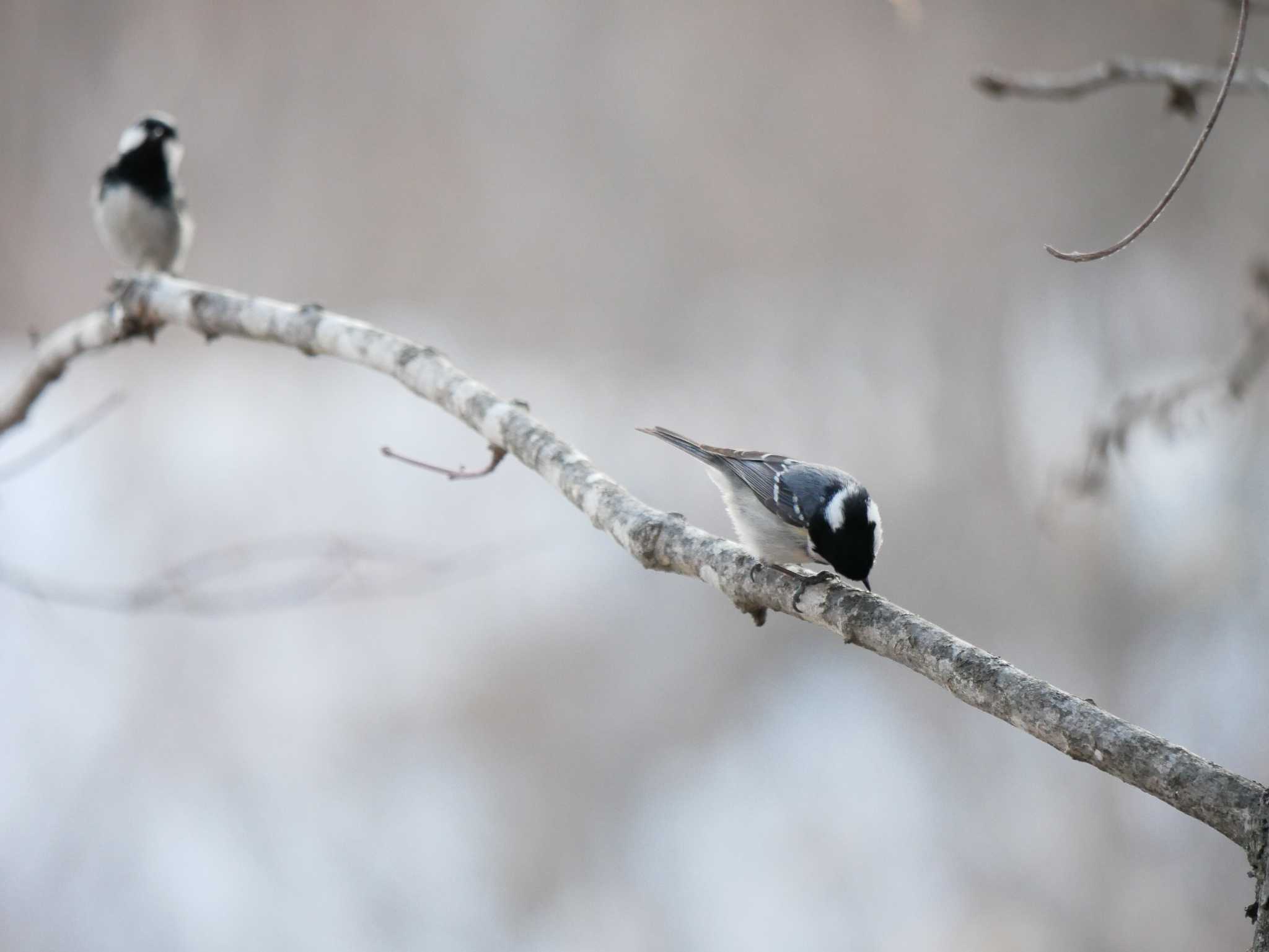 Photo of Coal Tit at 長野市 by toriharu