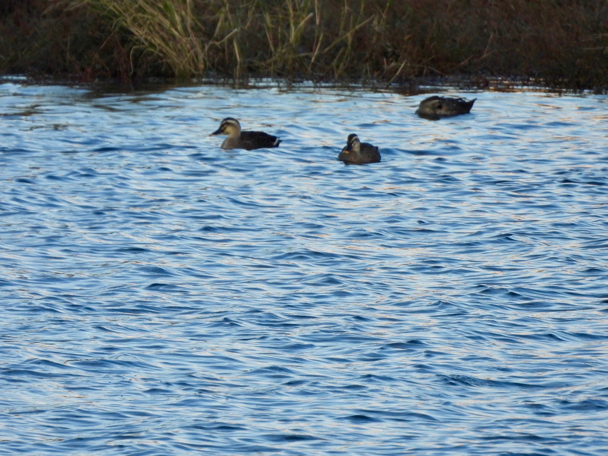 Photo of Eastern Spot-billed Duck at 等々力緑地 by くー