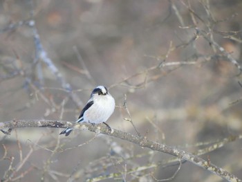 Tue, 3/13/2018 Birding report at 長野市