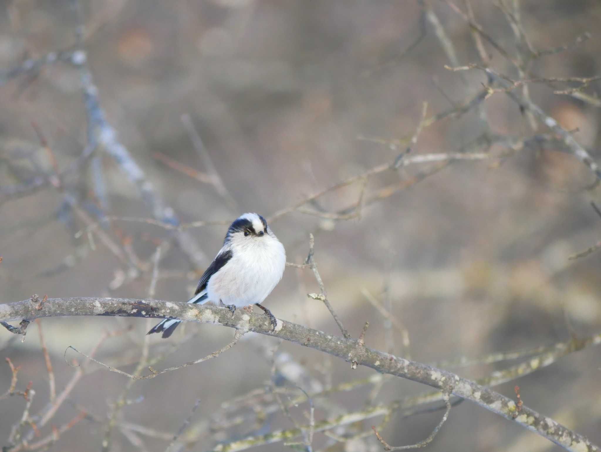 Photo of Long-tailed Tit at 長野市 by toriharu