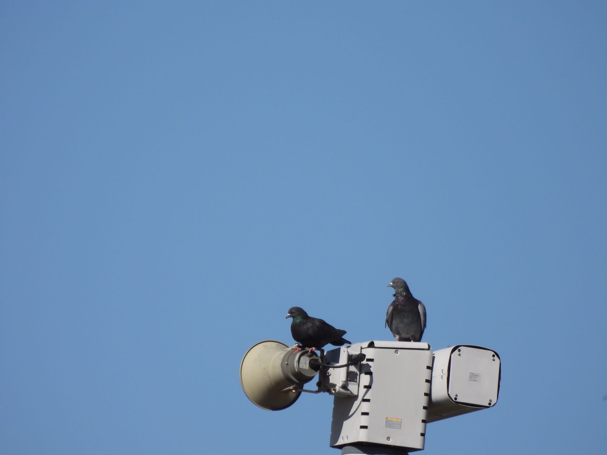 Rock Dove