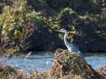 2022年11月3日(木) 多摩川の野鳥観察記録