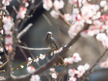 ヒヨドリ 庭 2018年3月13日(火)