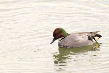 Falcated Duck 岸和田市内 Sun, 12/18/2022