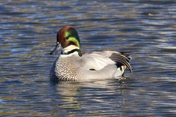 Falcated Duck 中郷温水池公園(三島市) Mon, 12/19/2022