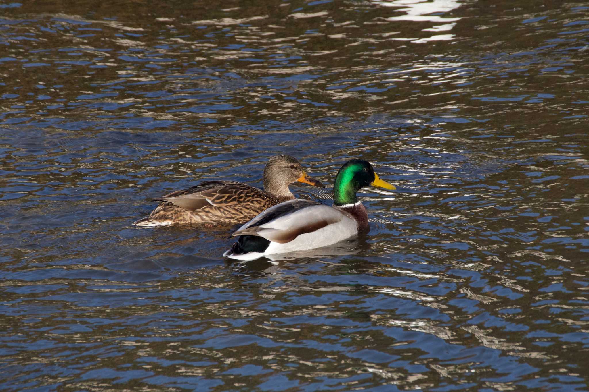 Photo of Mallard at 猪名川 by s.pelican