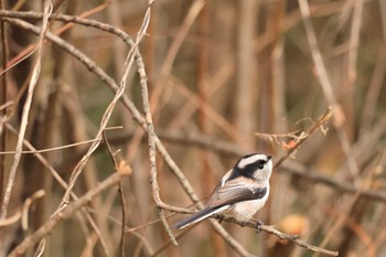 Long-tailed Tit Shin-yokohama Park Sat, 12/17/2022