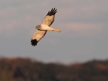 2022年12月18日(日) 稲敷市の野鳥観察記録