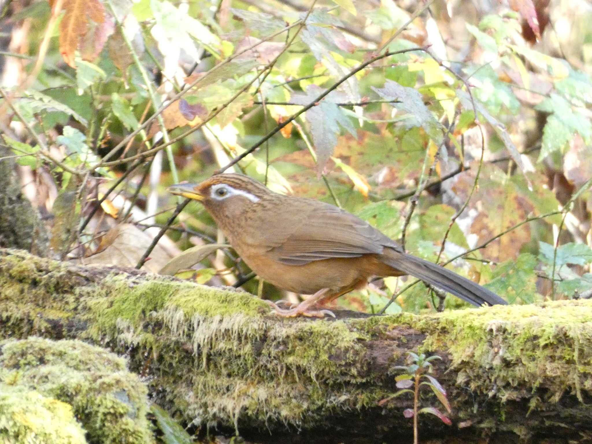 ガビチョウ