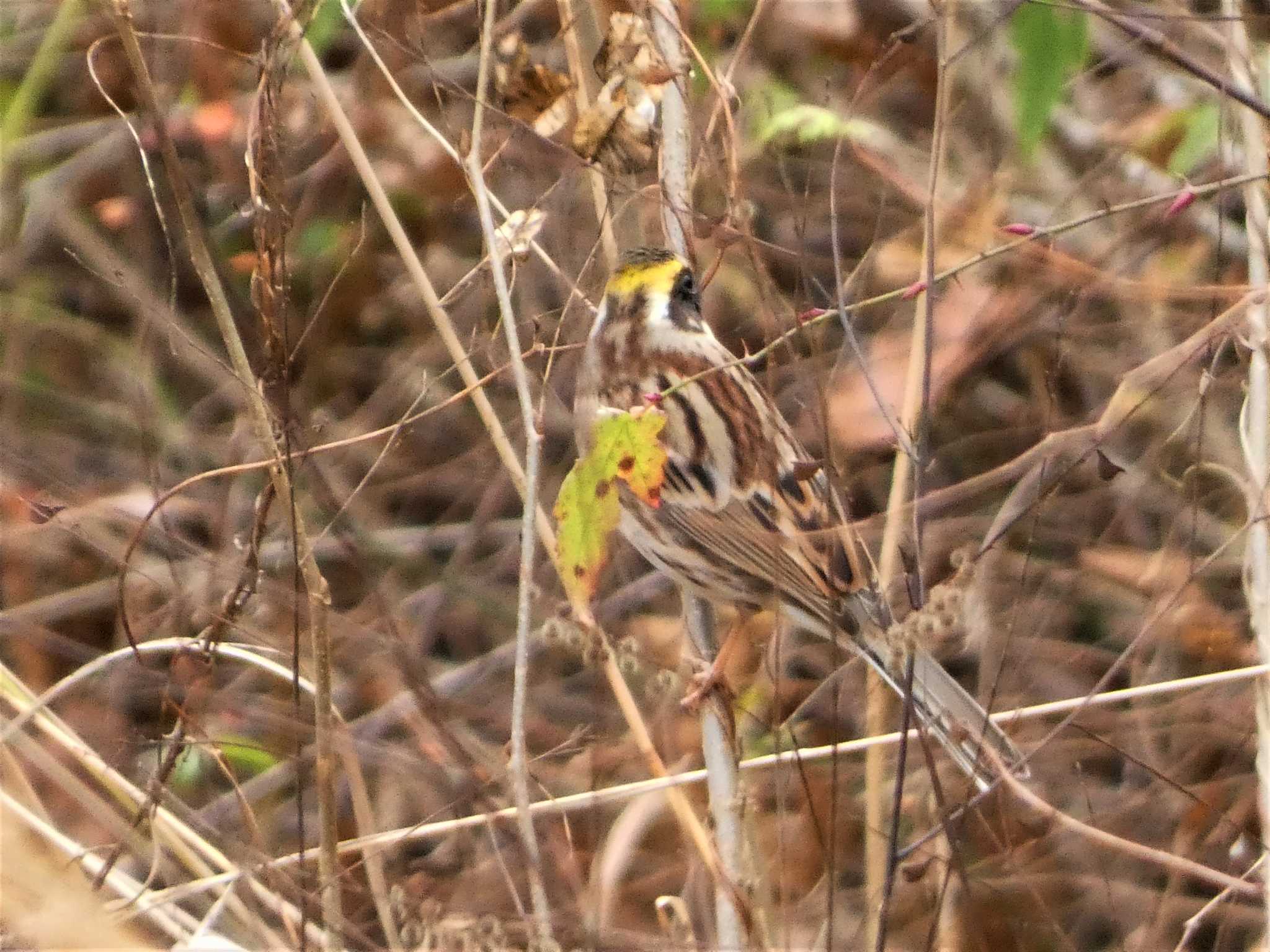 丸火自然公園 ミヤマホオジロの写真 by koshi