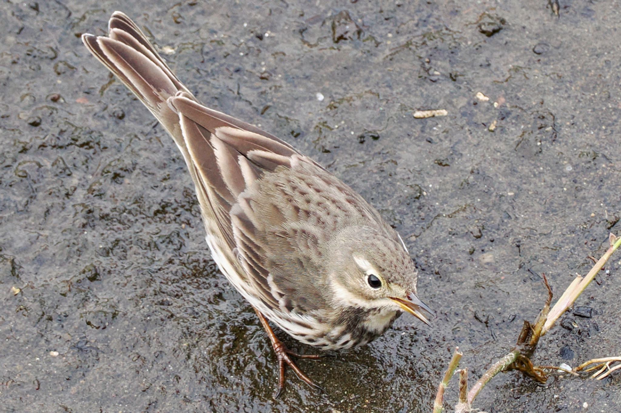 Water Pipit