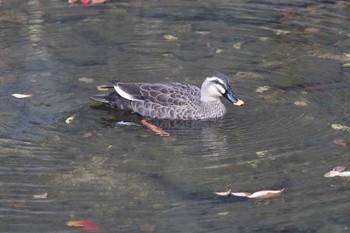 カルガモ 夙川河川敷緑地(夙川公園) 2022年11月13日(日)