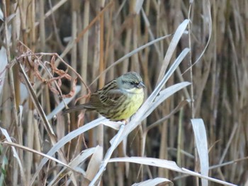 Masked Bunting Mizumoto Park Tue, 12/20/2022