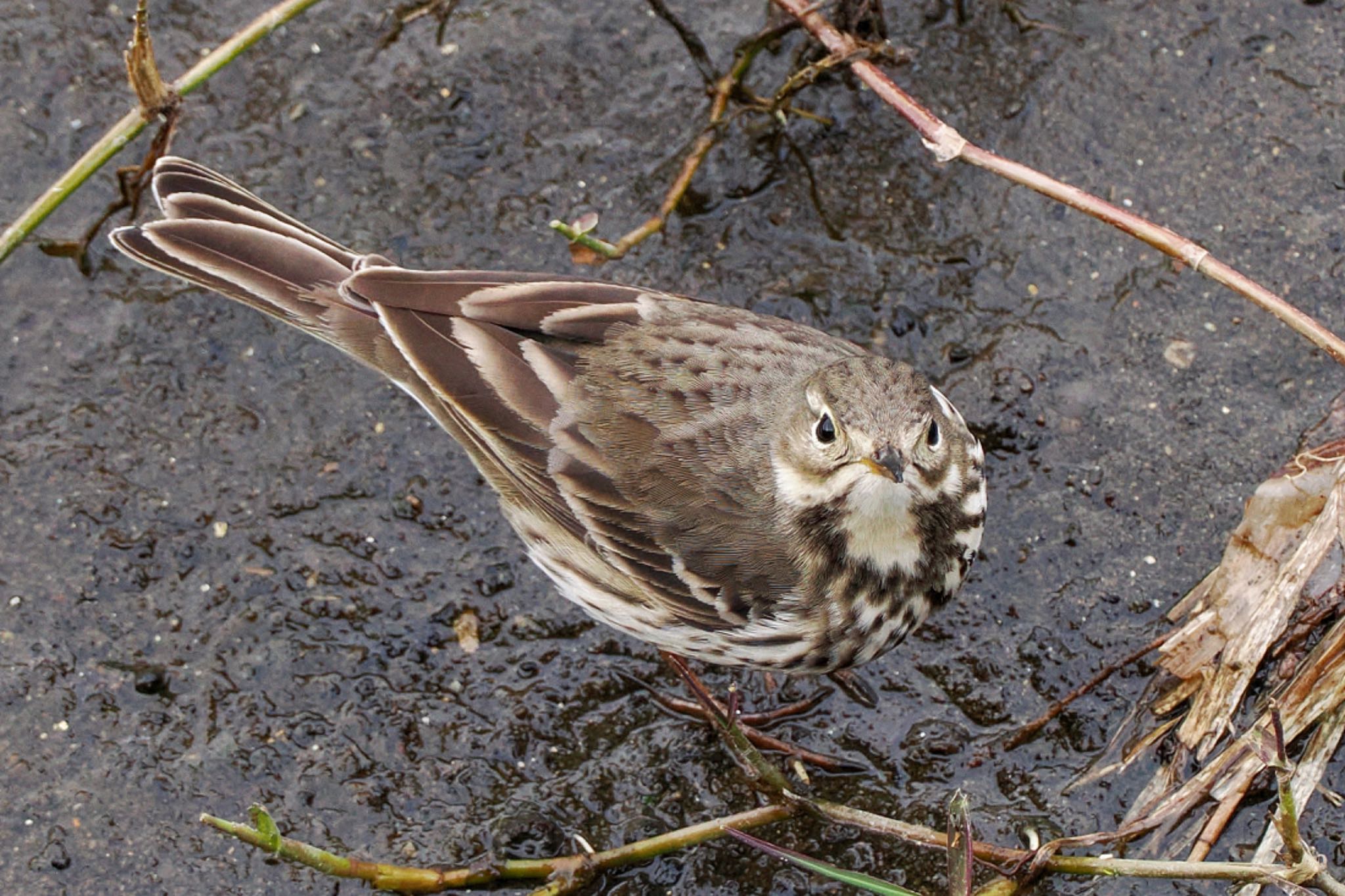 タヒバリ