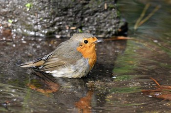 European Robin 石川県 Sun, 11/3/2019