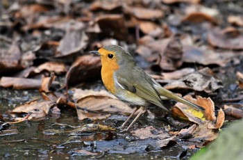 European Robin 石川県 Sun, 11/3/2019