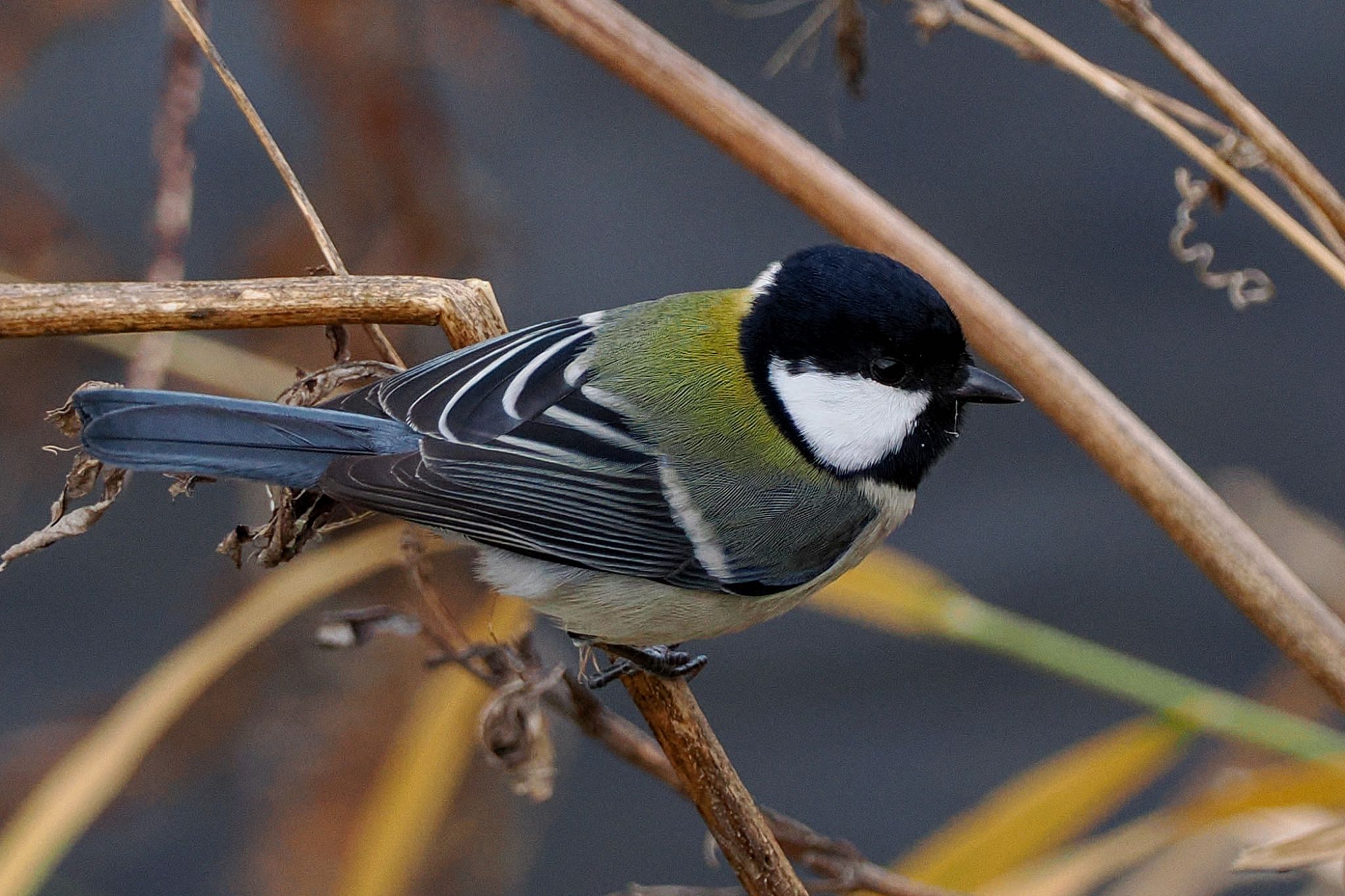 Japanese Tit