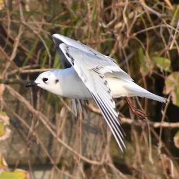 ズグロカモメ 須崎調整池 撮影日未設定