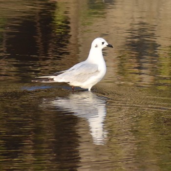 Saunders's Gull 須崎調整池 Unknown Date