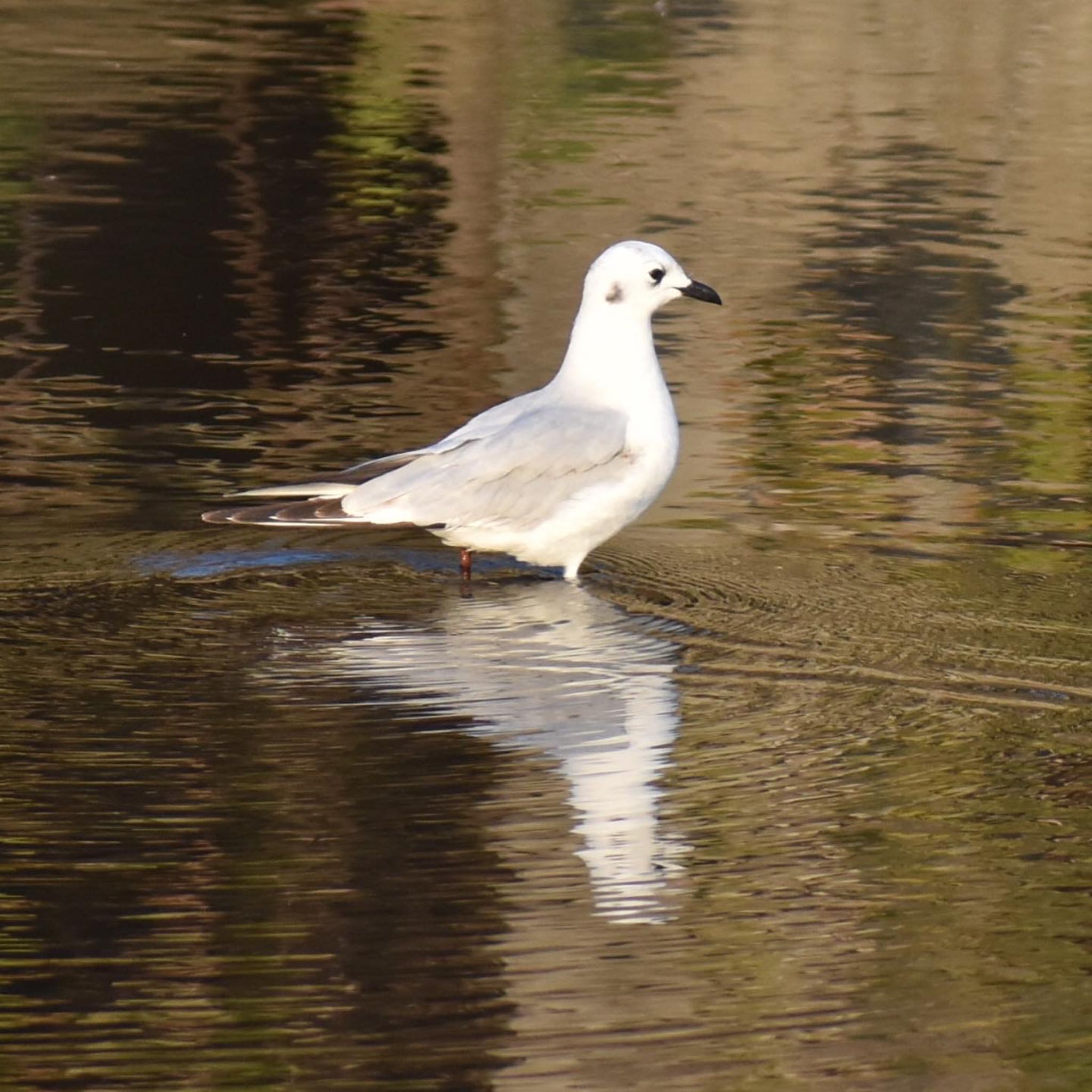 Photo of Saunders's Gull at 須崎調整池 by スナフキン