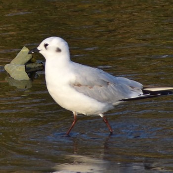 Saunders's Gull 須崎調整池 Tue, 12/13/2022